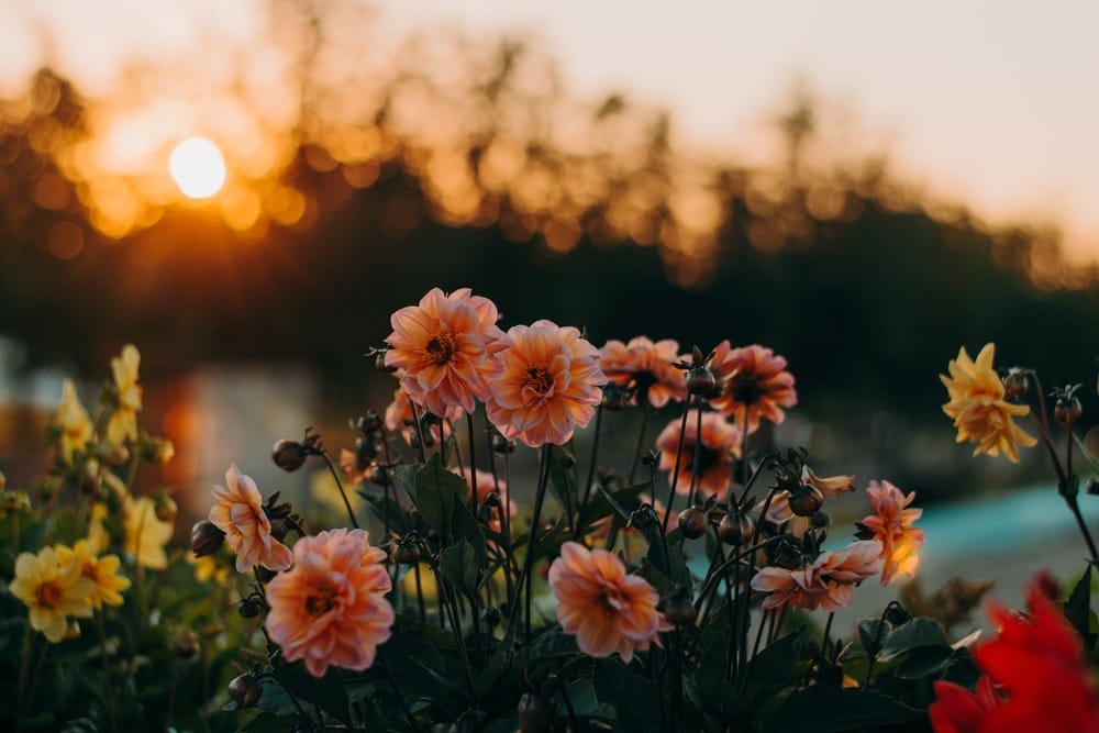Invierno en Australia fotografía de flores de color naranja y amarillas en un prado con la puesta de sol